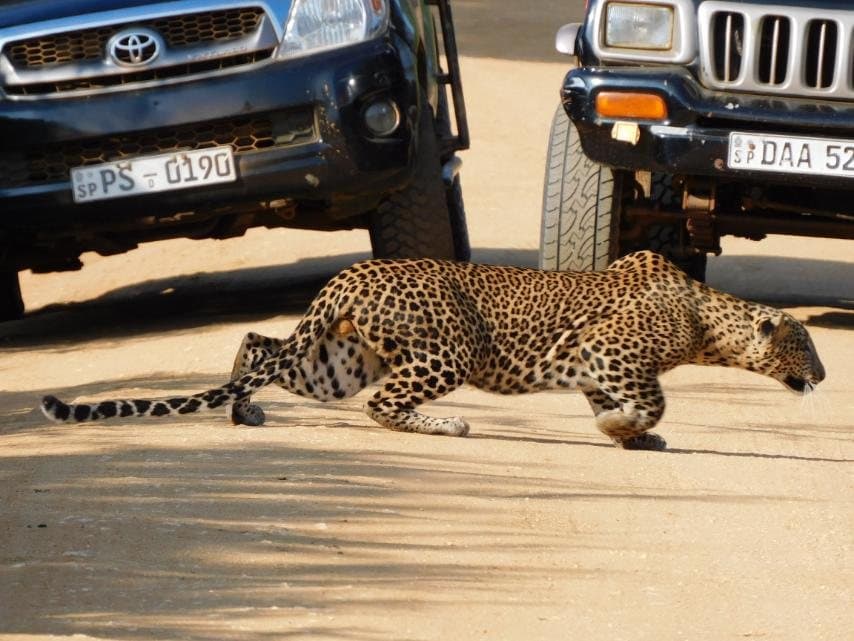 Yala — Sri Lanka on the road
